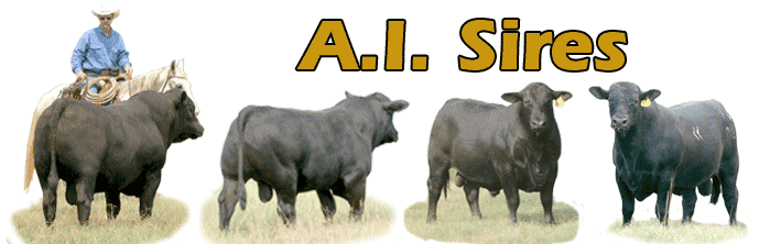 Beef Bulls